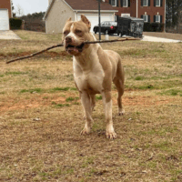 Outtacontrolbullies Drako