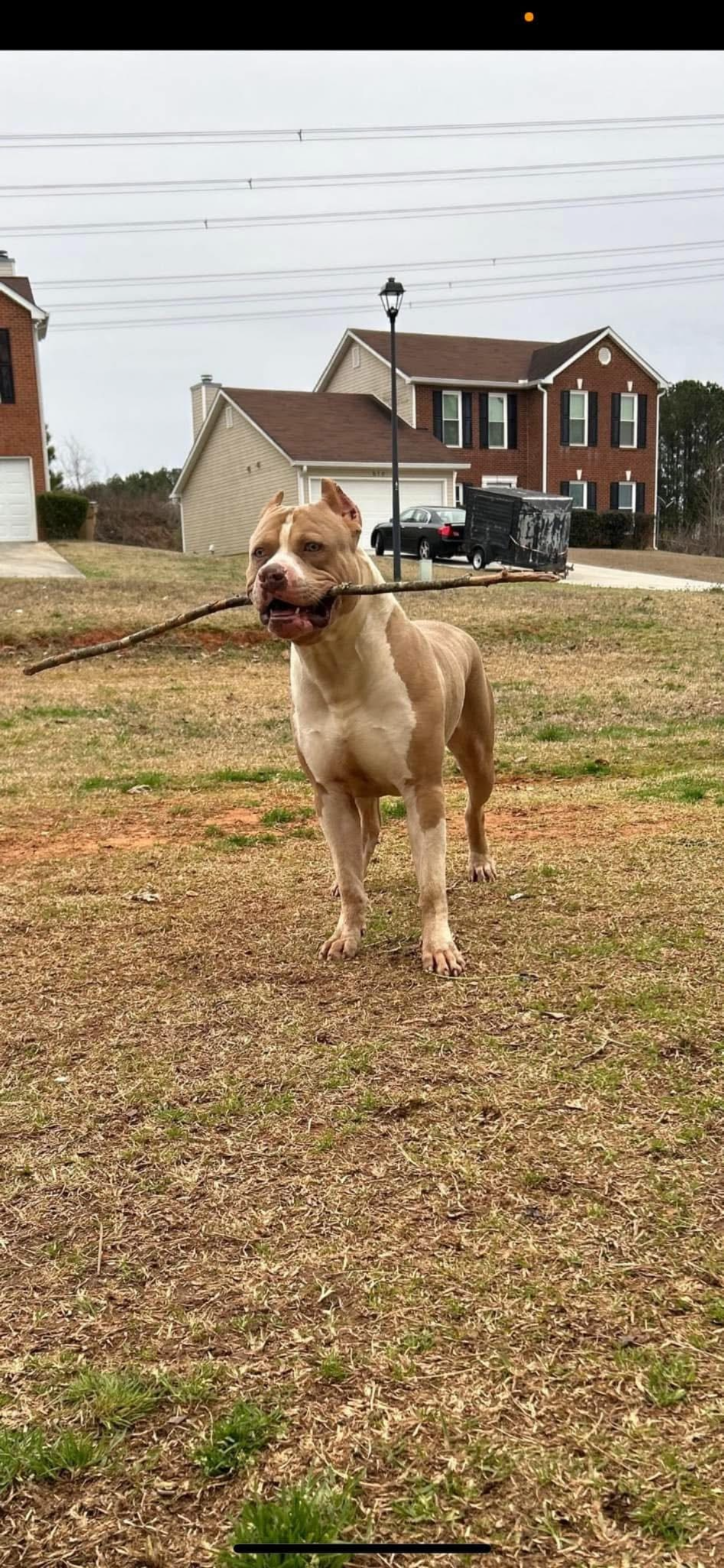Dog Featured Image