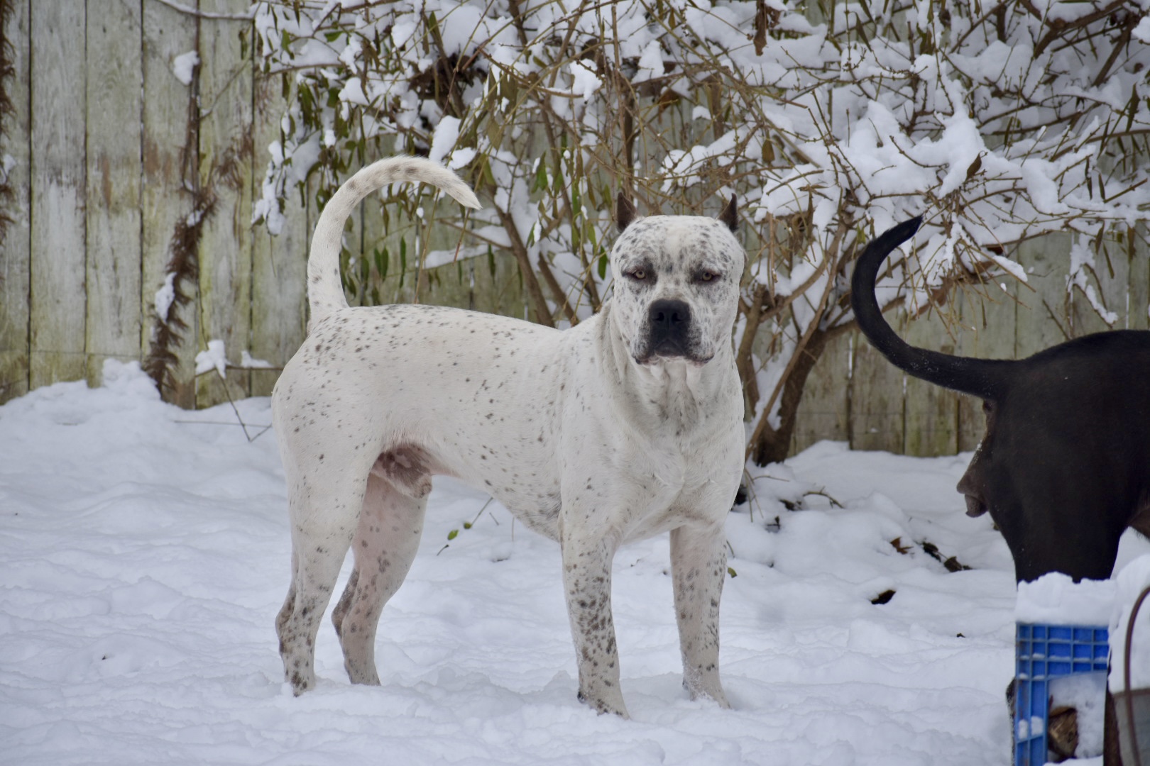 Dog Featured Image