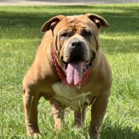 Dog Featured Image