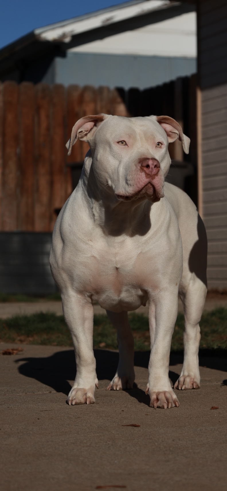 Dog Featured Image