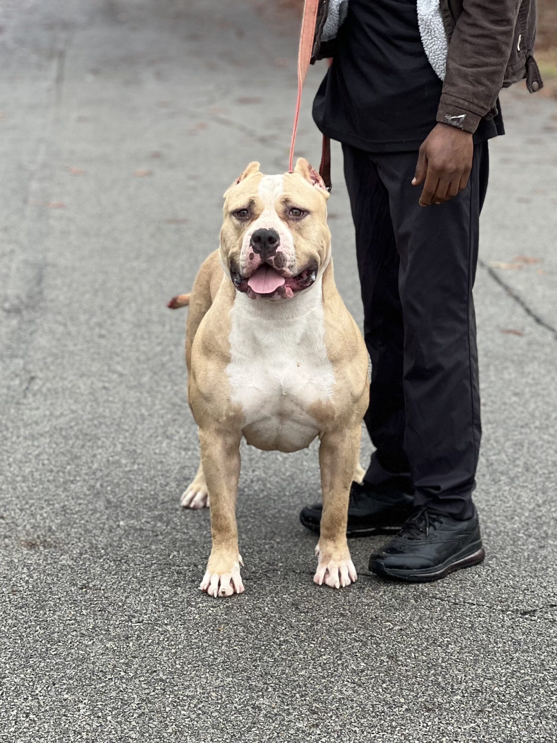 Dog Featured Image