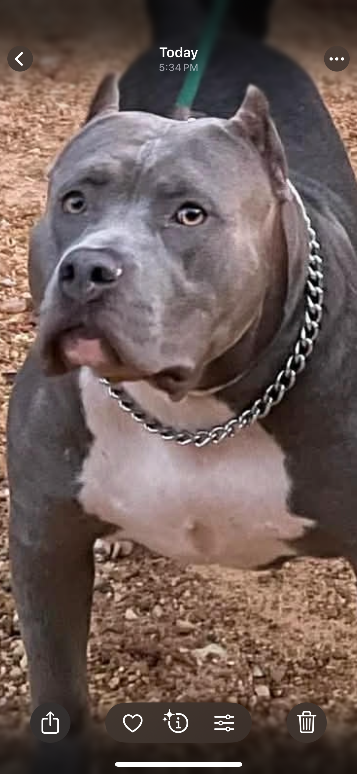 Dog Featured Image