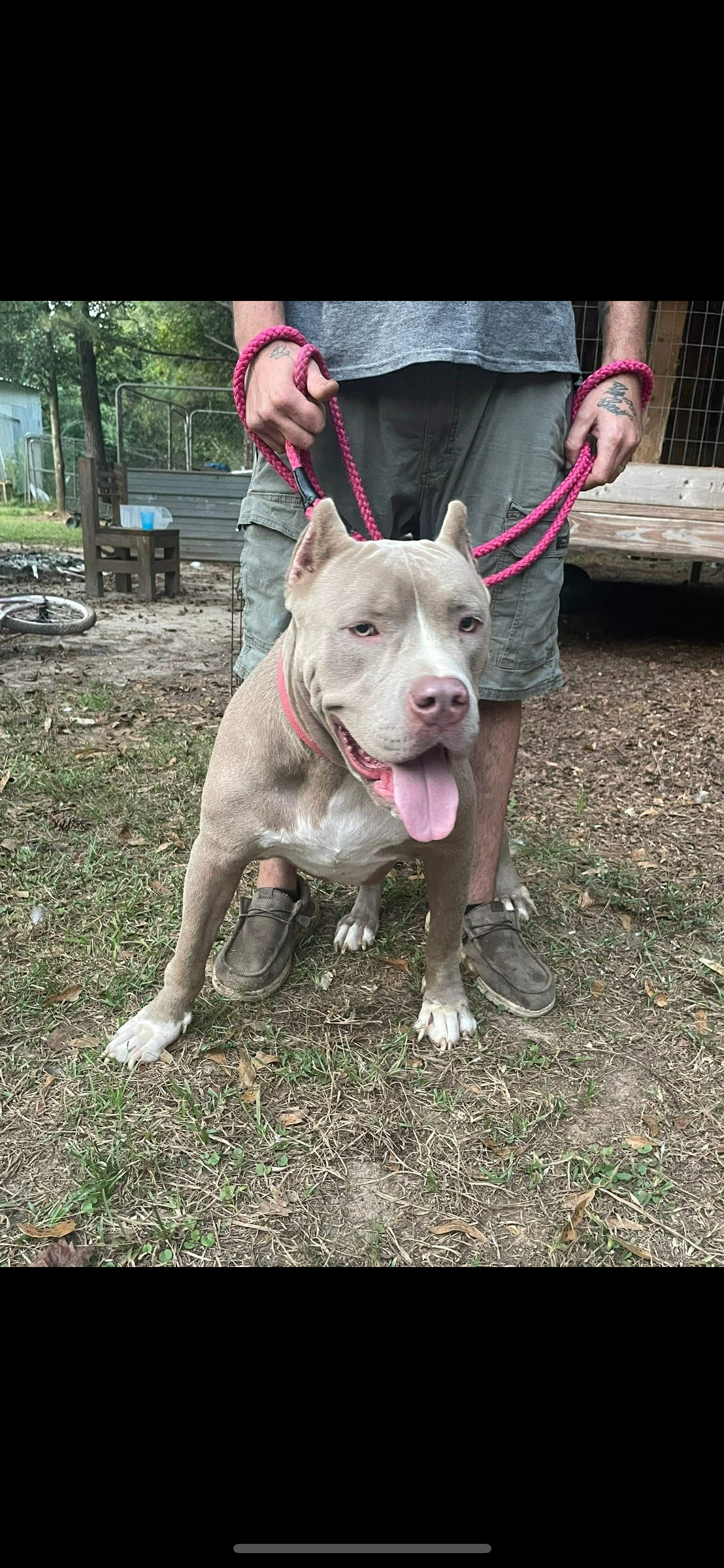 Dog Featured Image