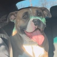 NO SLOUCH BULLIES “Lola”