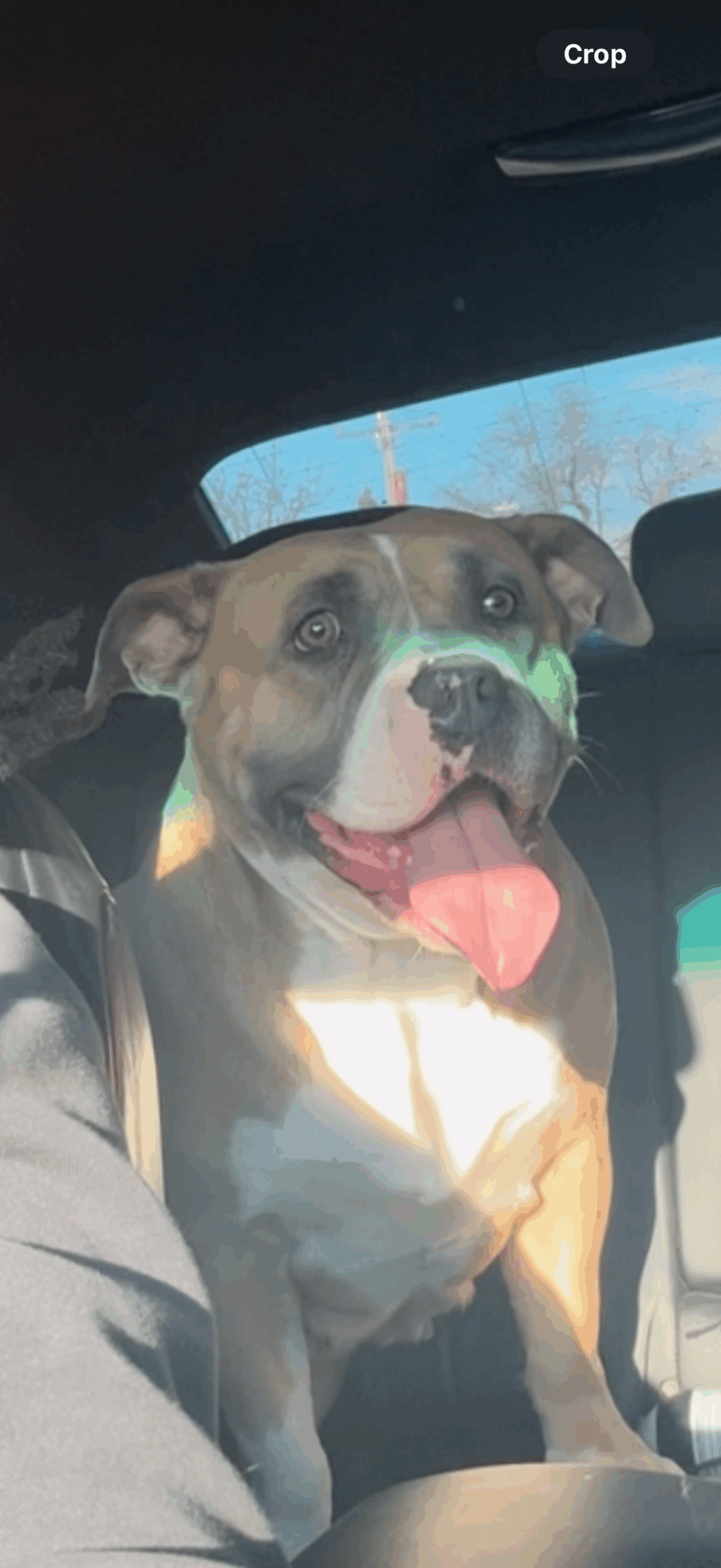 Dog Featured Image