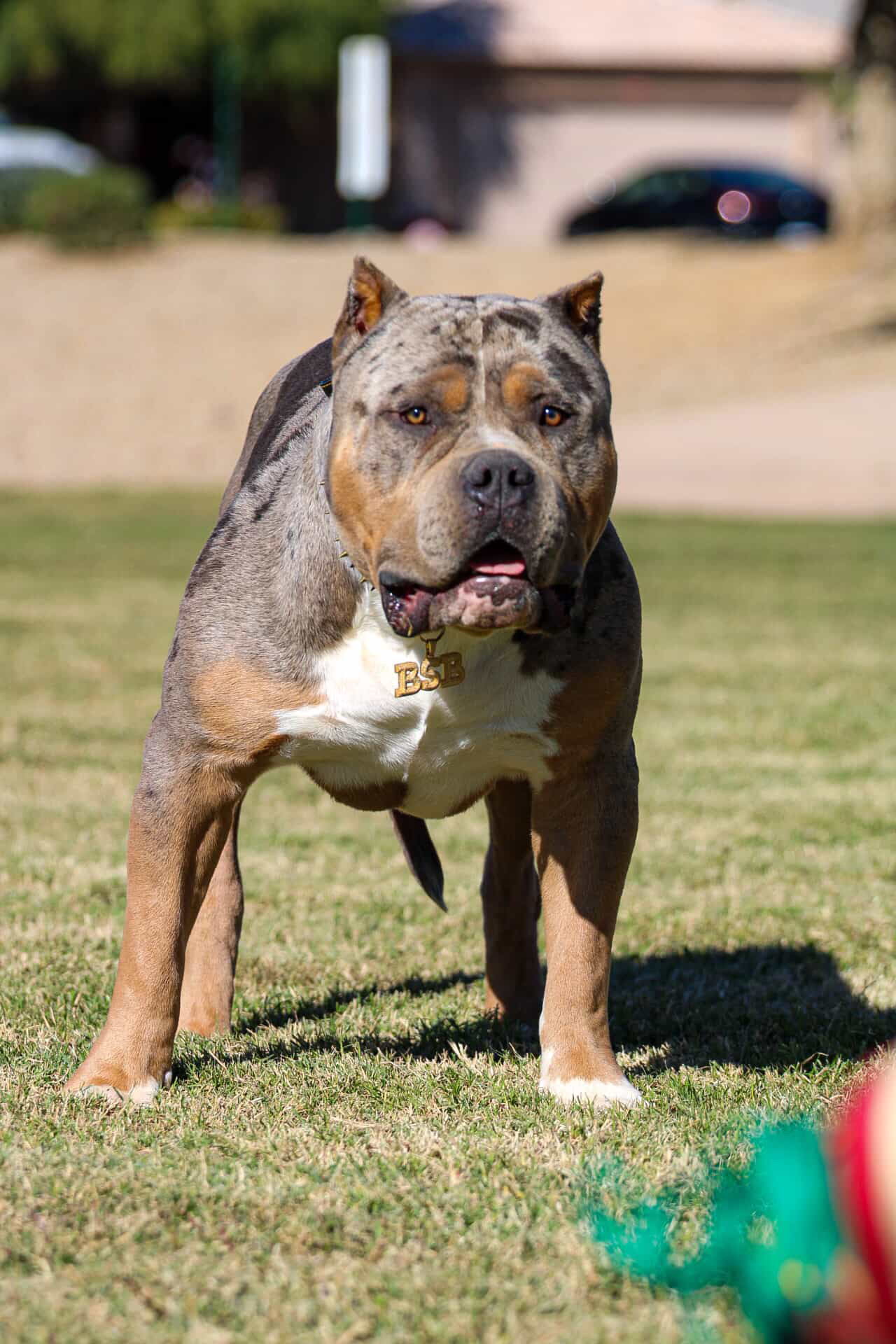 Dog Featured Image
