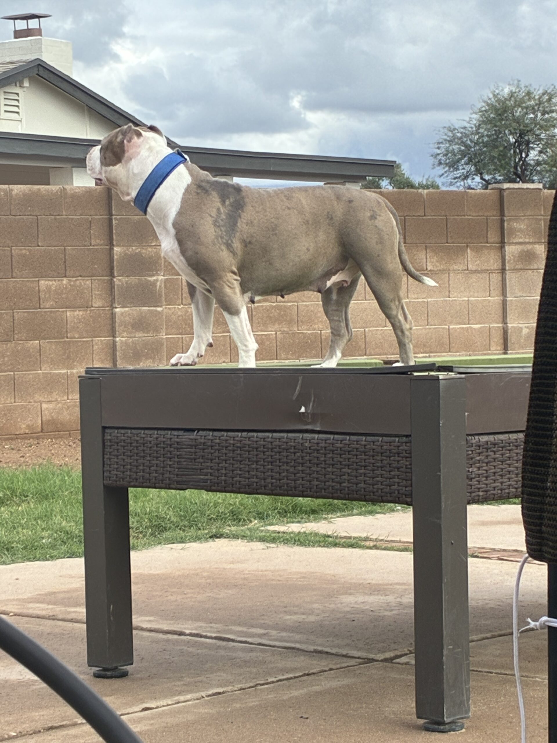 Dog Featured Image