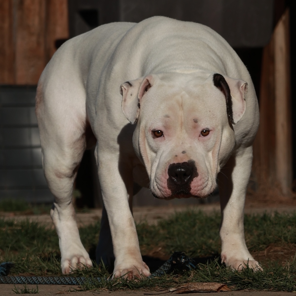 Dog Featured Image