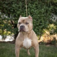Dog Featured Image