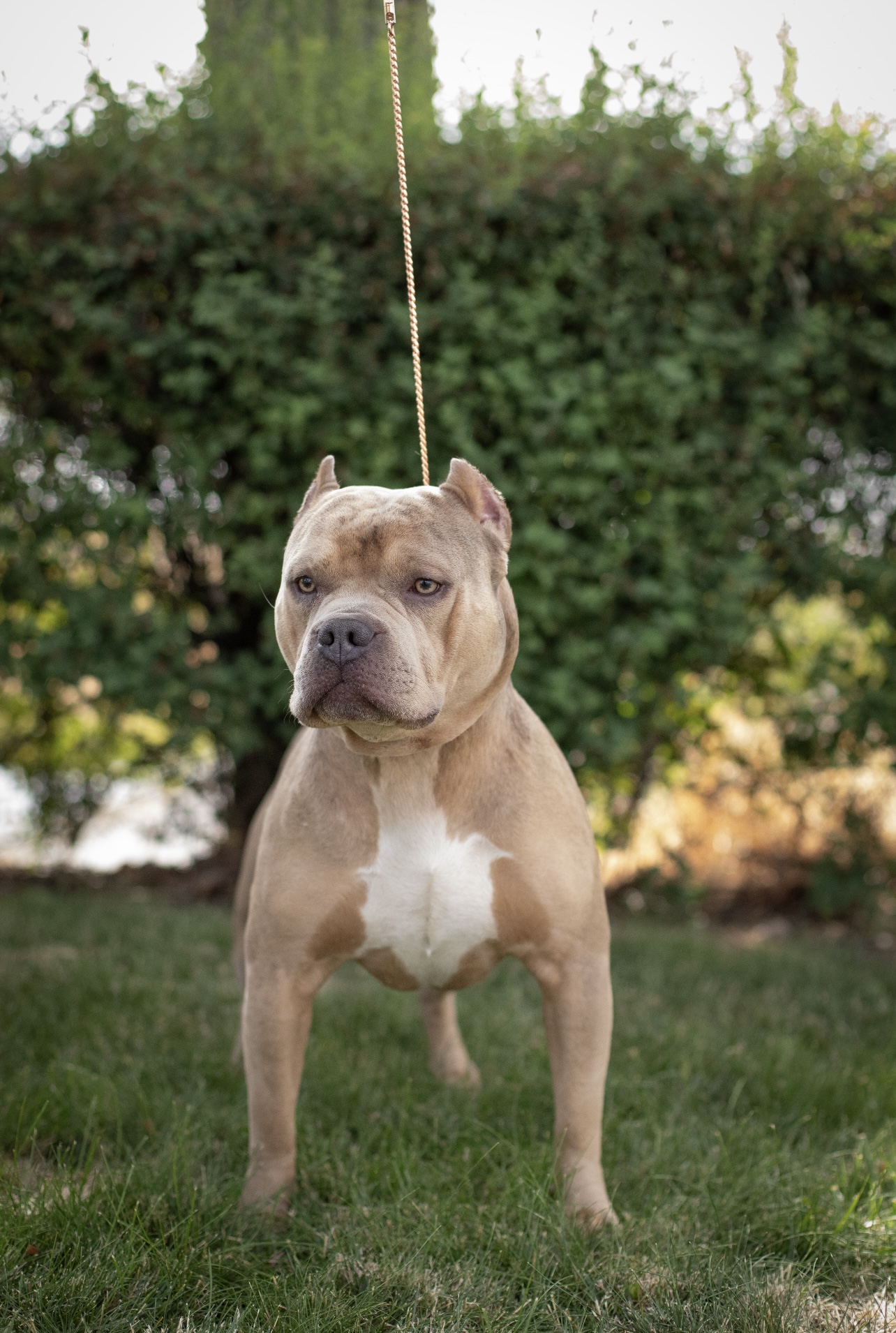 Dog Featured Image