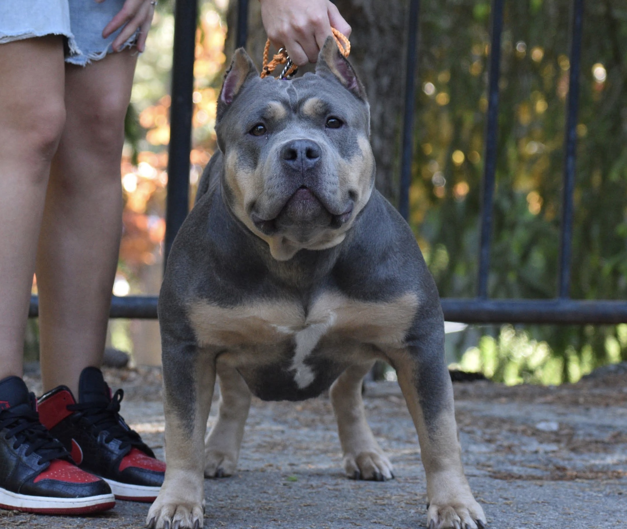 Dog Featured Image