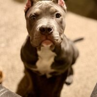 Balu Sapphire