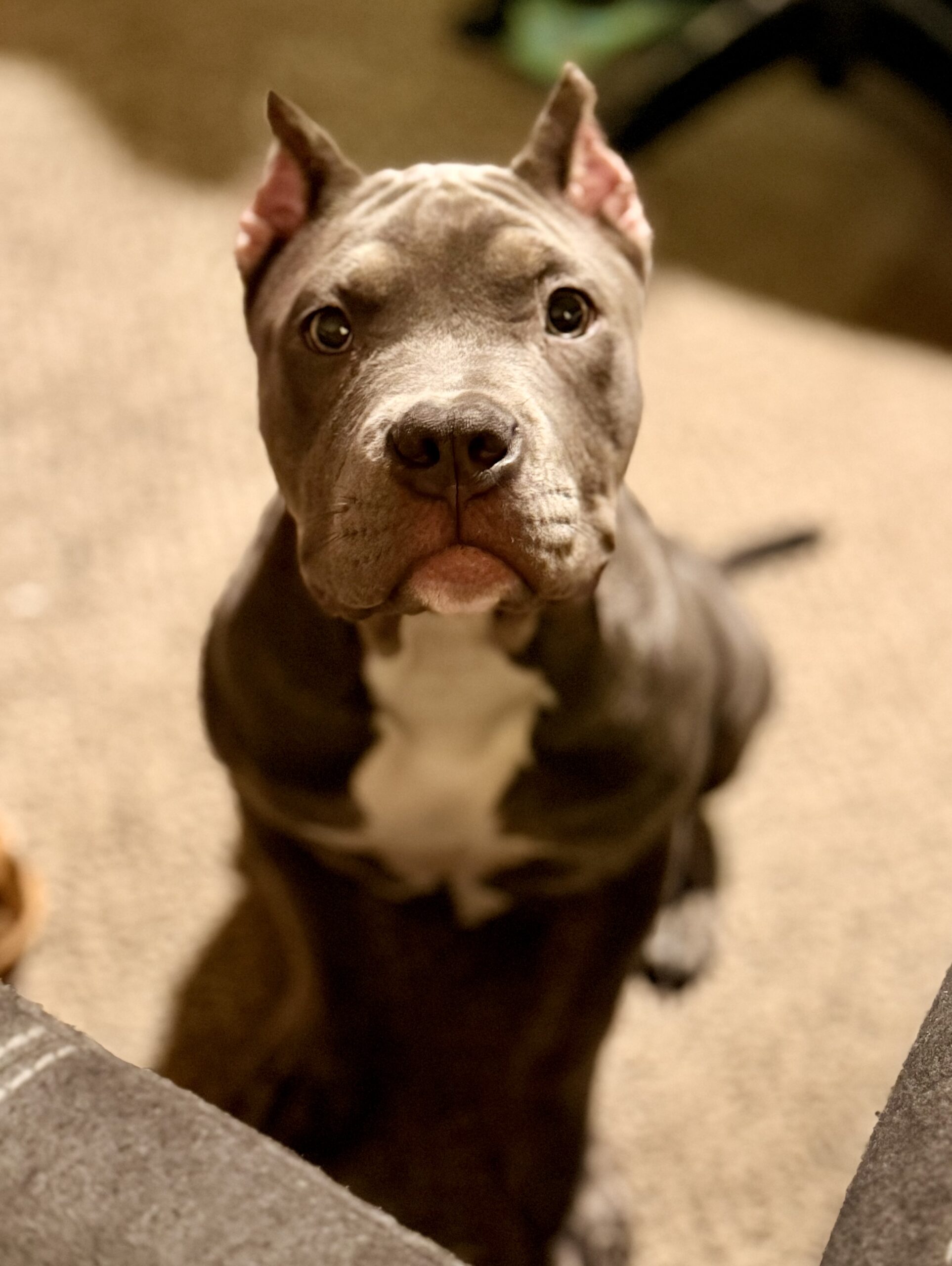Dog Featured Image