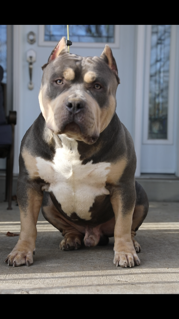 Dog Featured Image