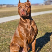 Bayou Blood Kennels Raya Of Northstar Apex Kennelz