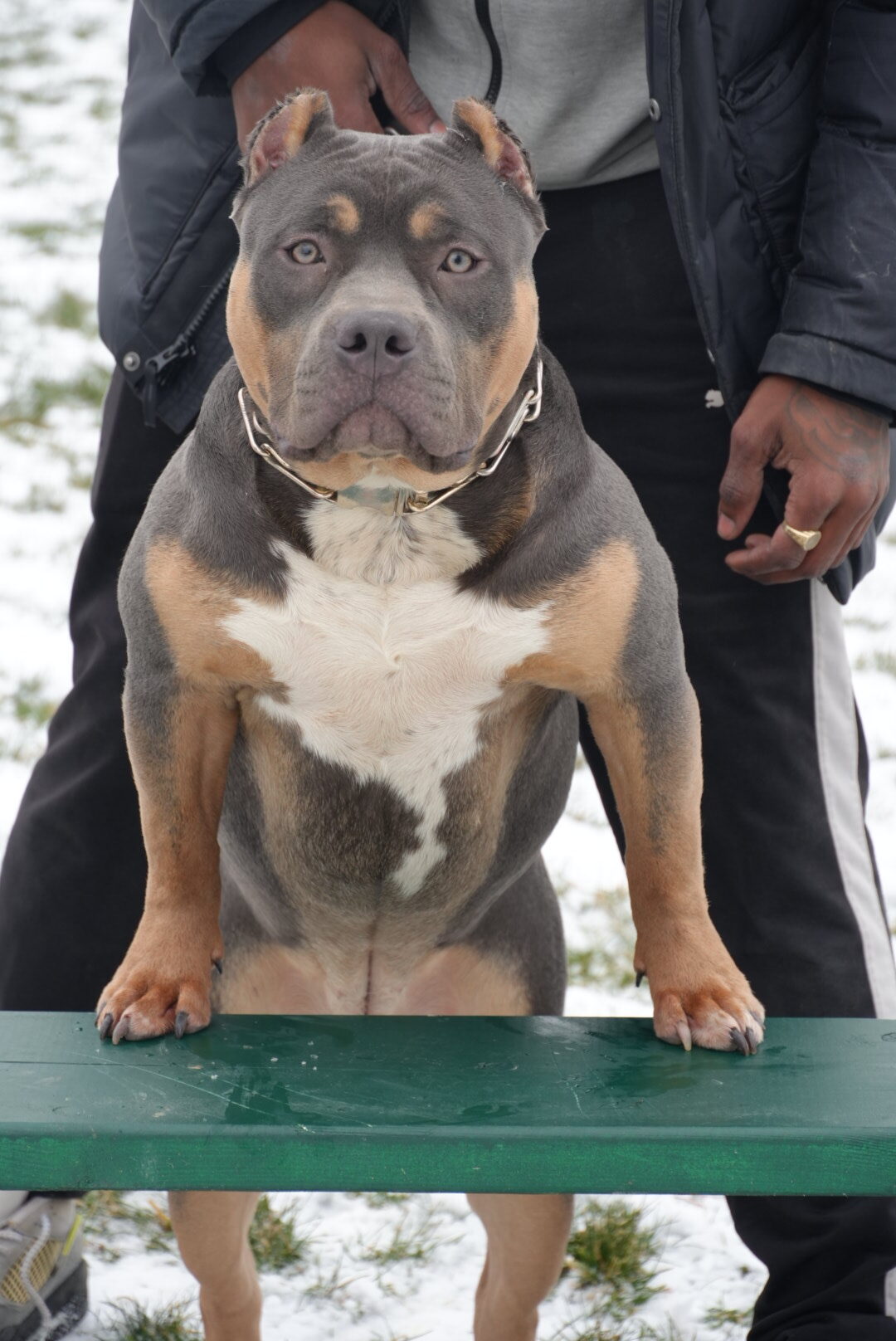Dog Featured Image