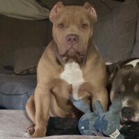 Dog Featured Image