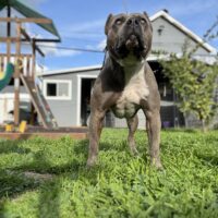 Dog Featured Image