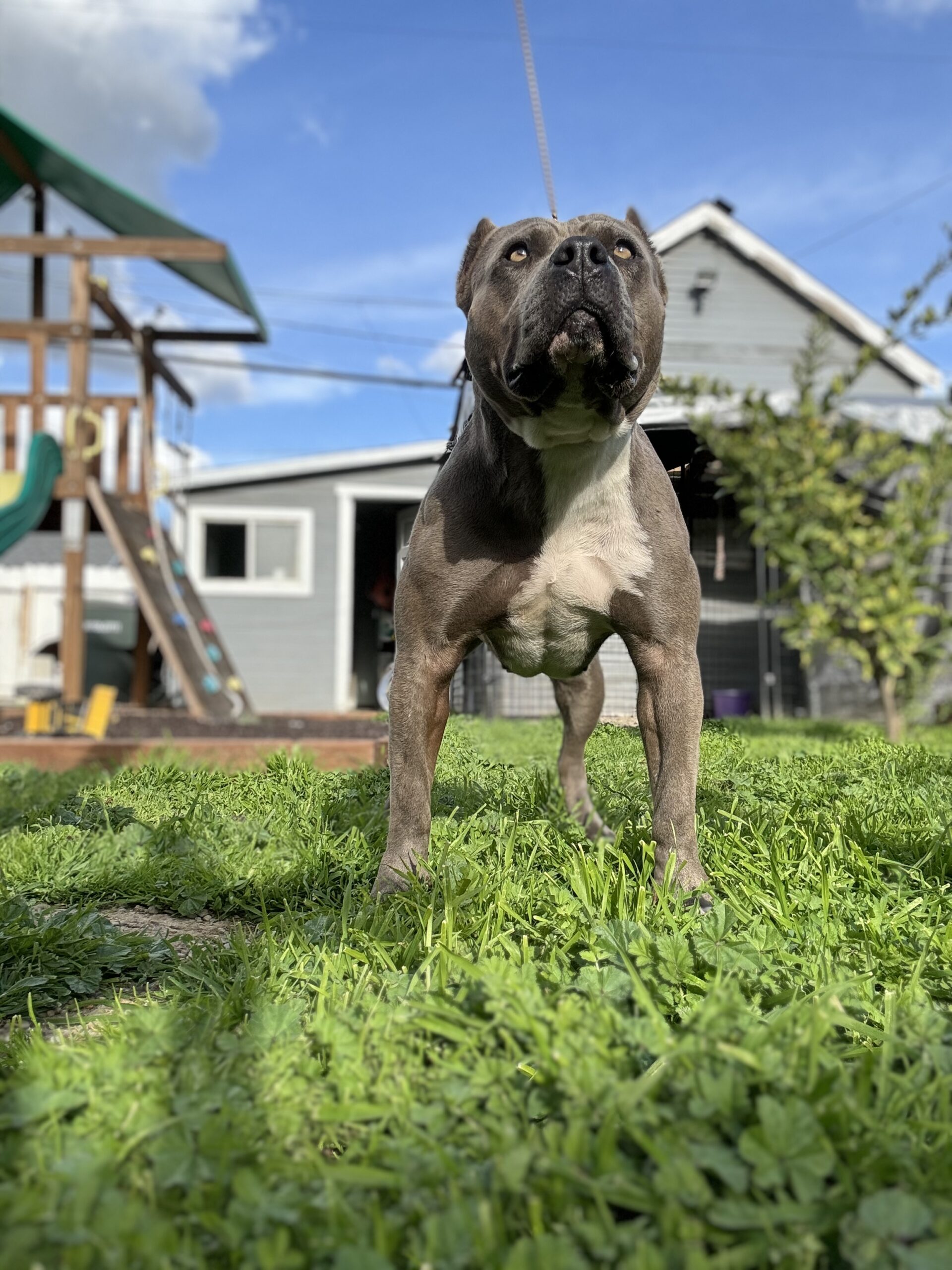 Dog Featured Image
