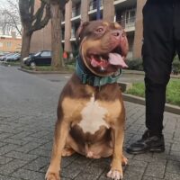 Dog Featured Image