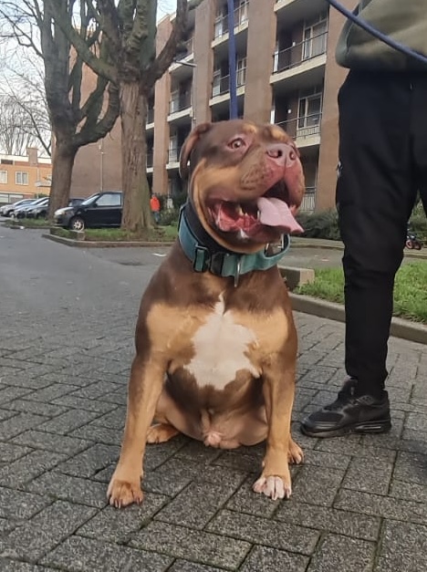Dog Featured Image