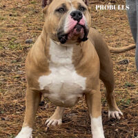 Dog Featured Image