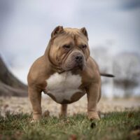 Ruckus of big rig bullies