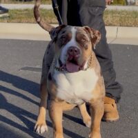 Dog Featured Image