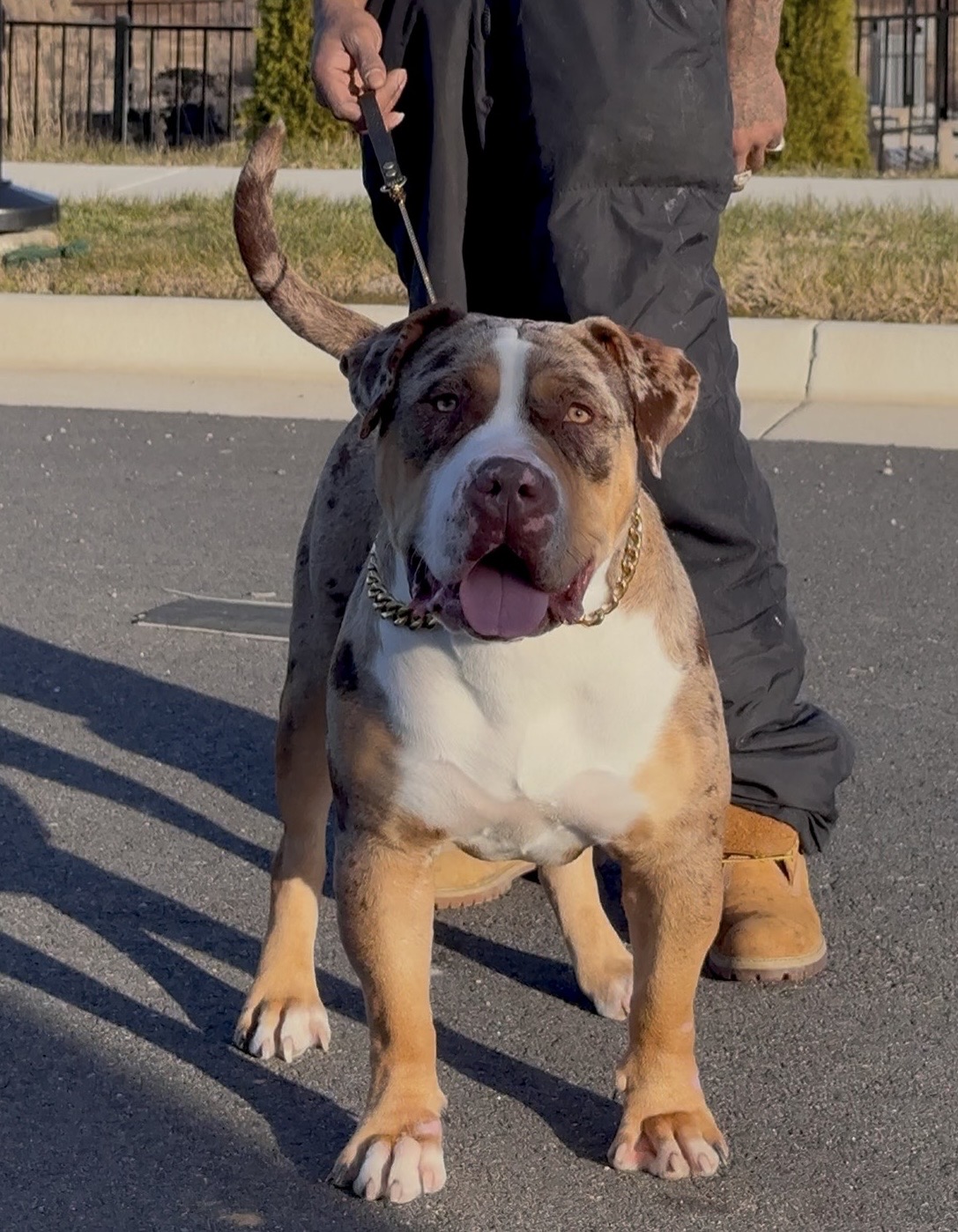 Dog Featured Image