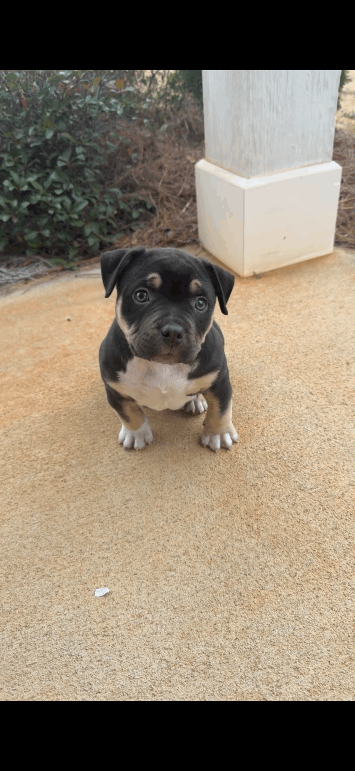 Dog Featured Image