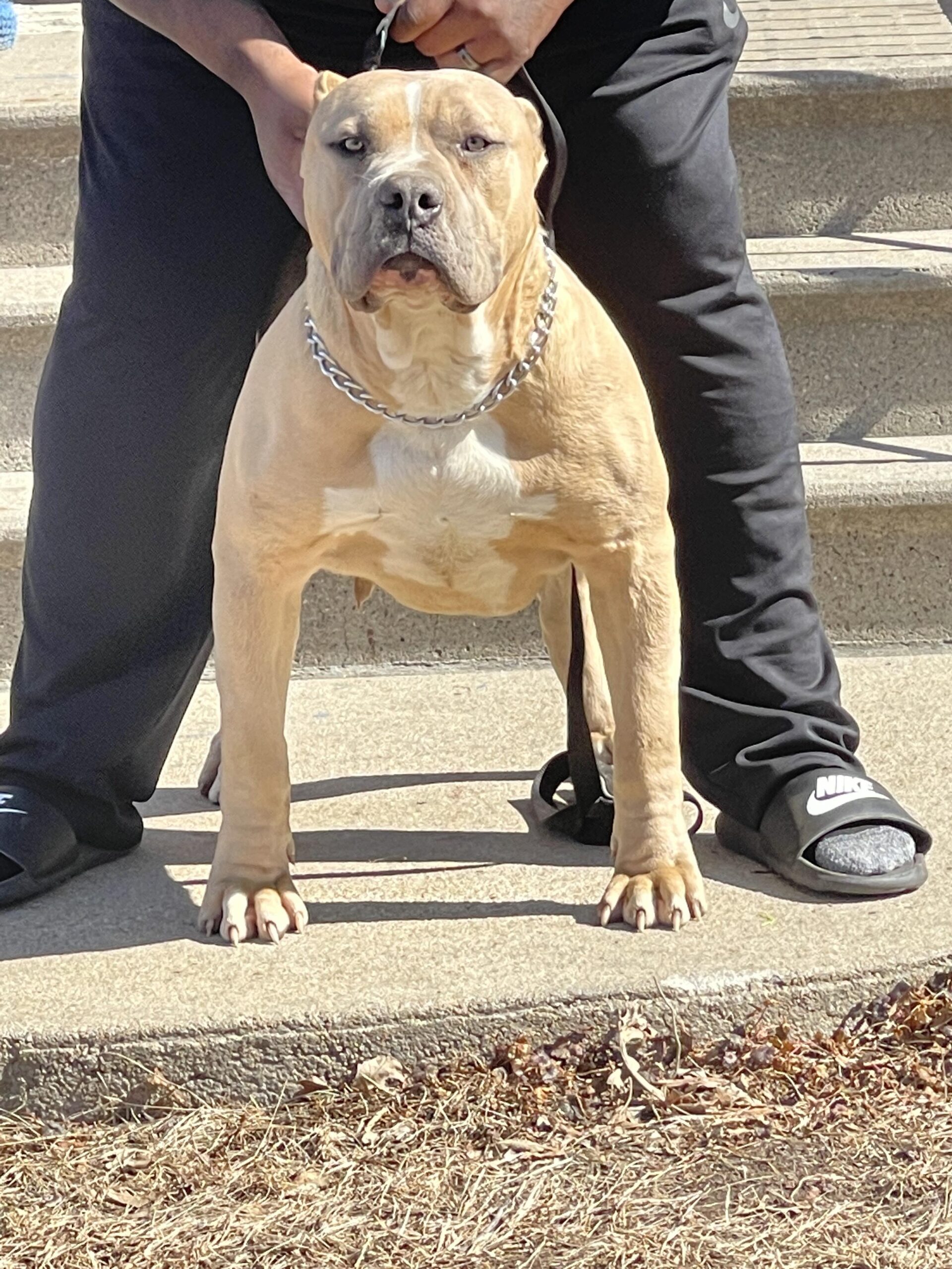 Dog Featured Image
