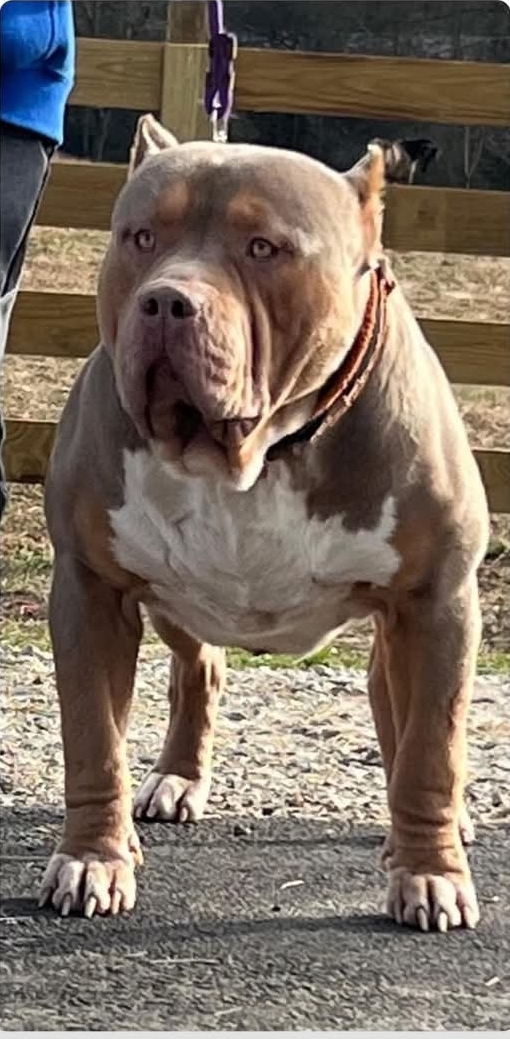 Dog Featured Image