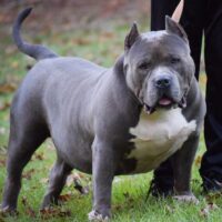 Bama blue bullies sully of NTk