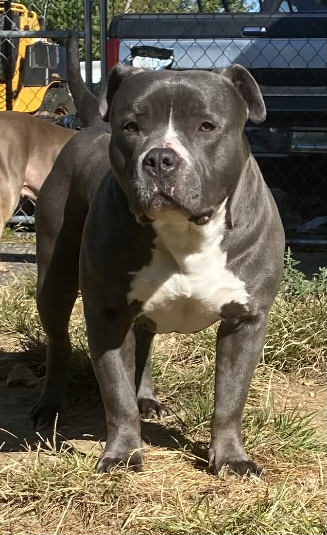 Dog Featured Image