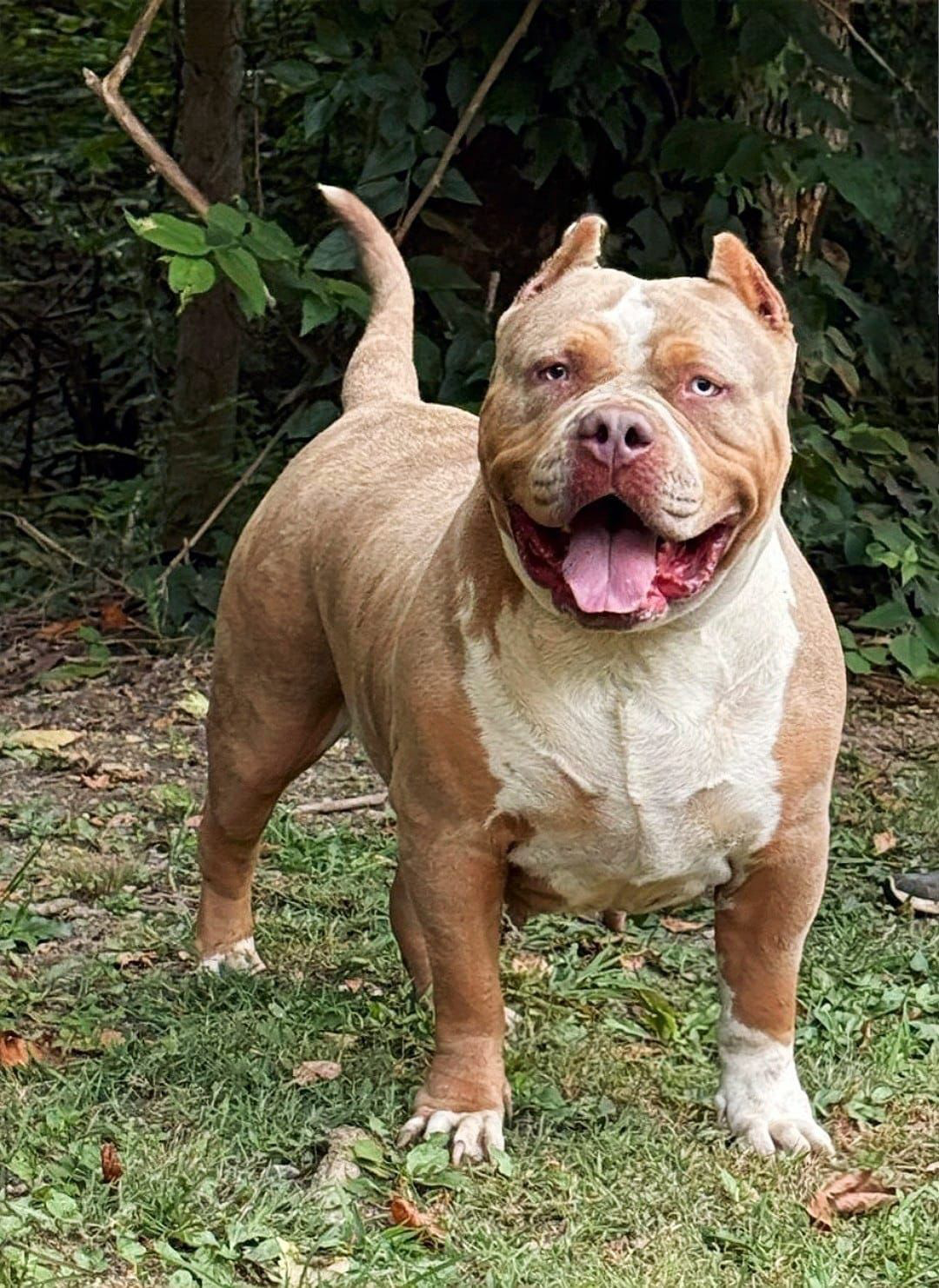 Dog Featured Image