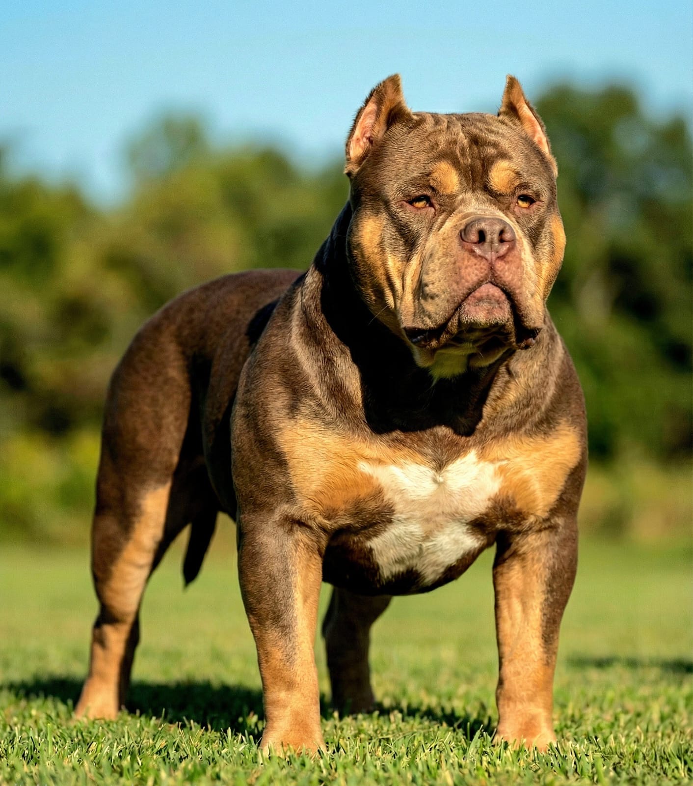 Dog Featured Image