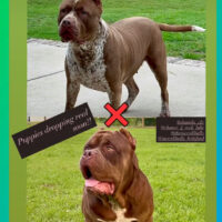 C2R Grizz X Incredibullz Dirty Lottie Dottie