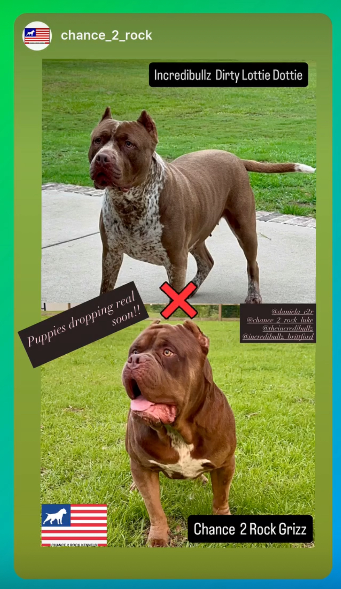 Dog Featured Image