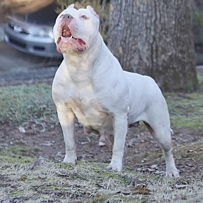 Dog Featured Image