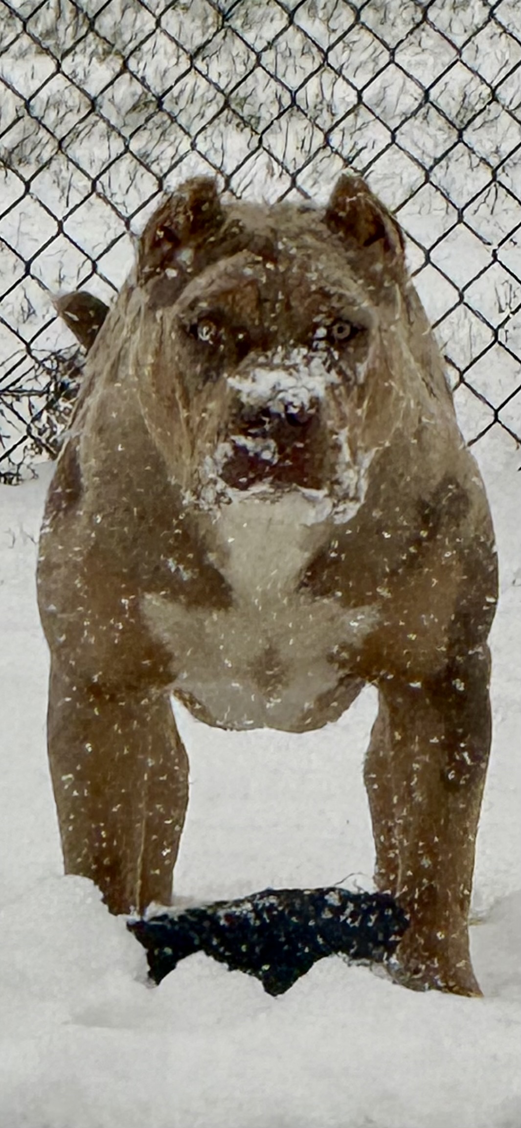 Dog Featured Image