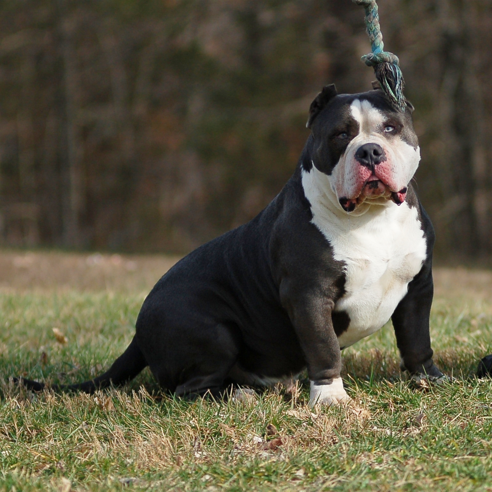 Dog Featured Image