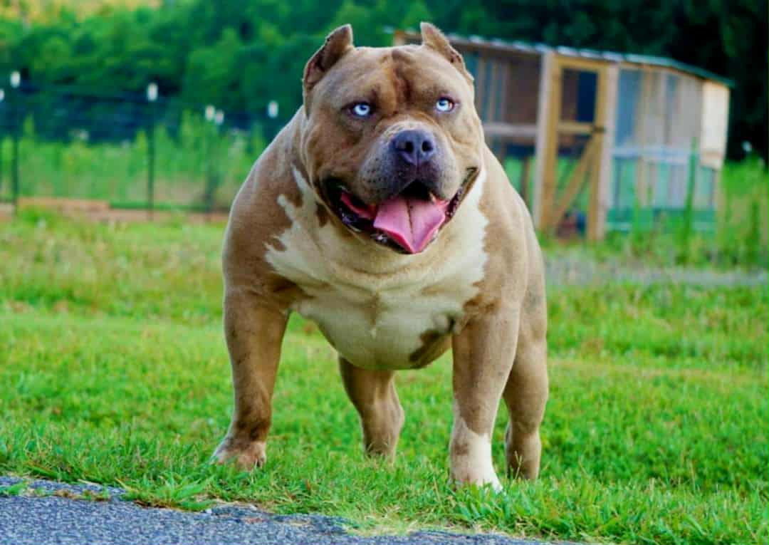 Dog Featured Image