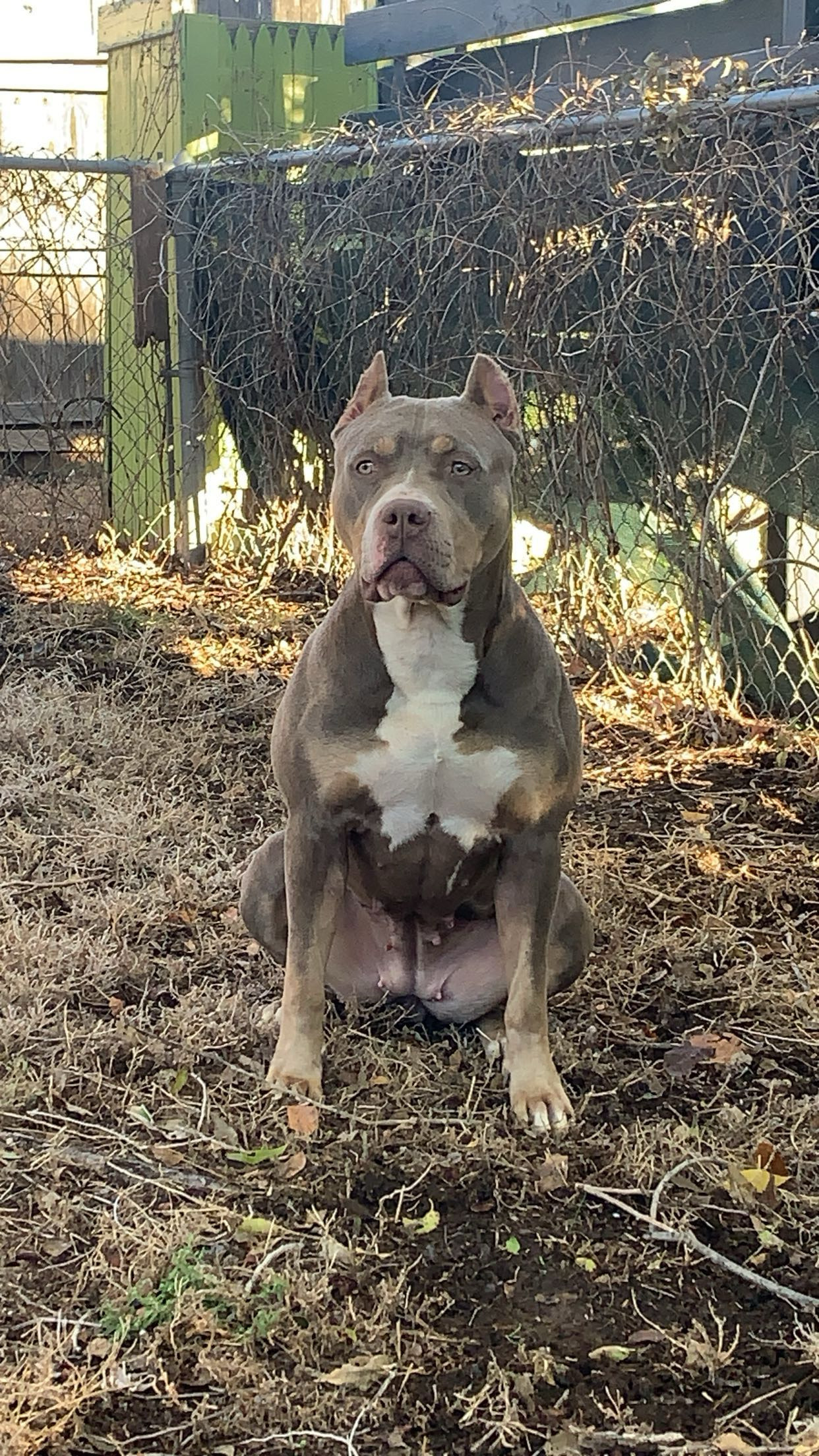 Additional Dog Image