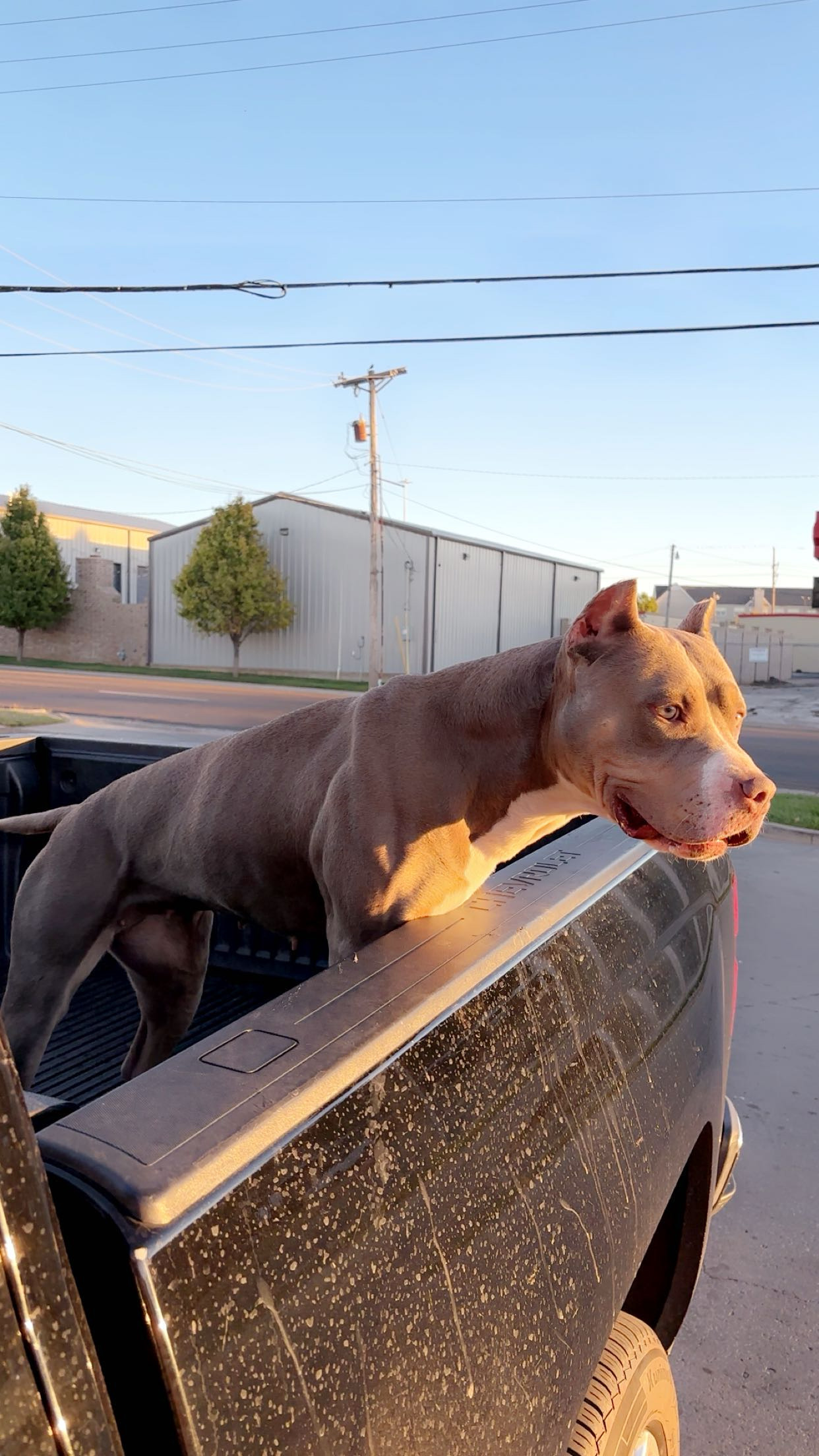 Additional Dog Image