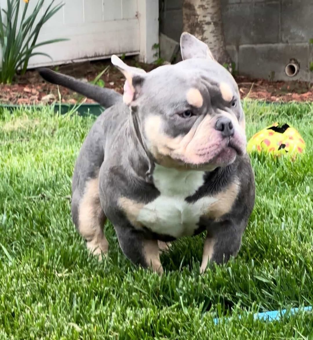 Dog Featured Image