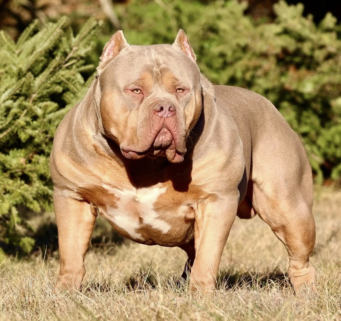 Dog Featured Image