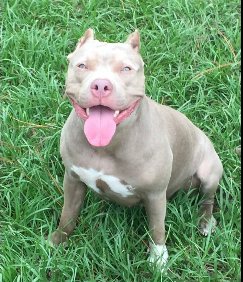 Dog Featured Image