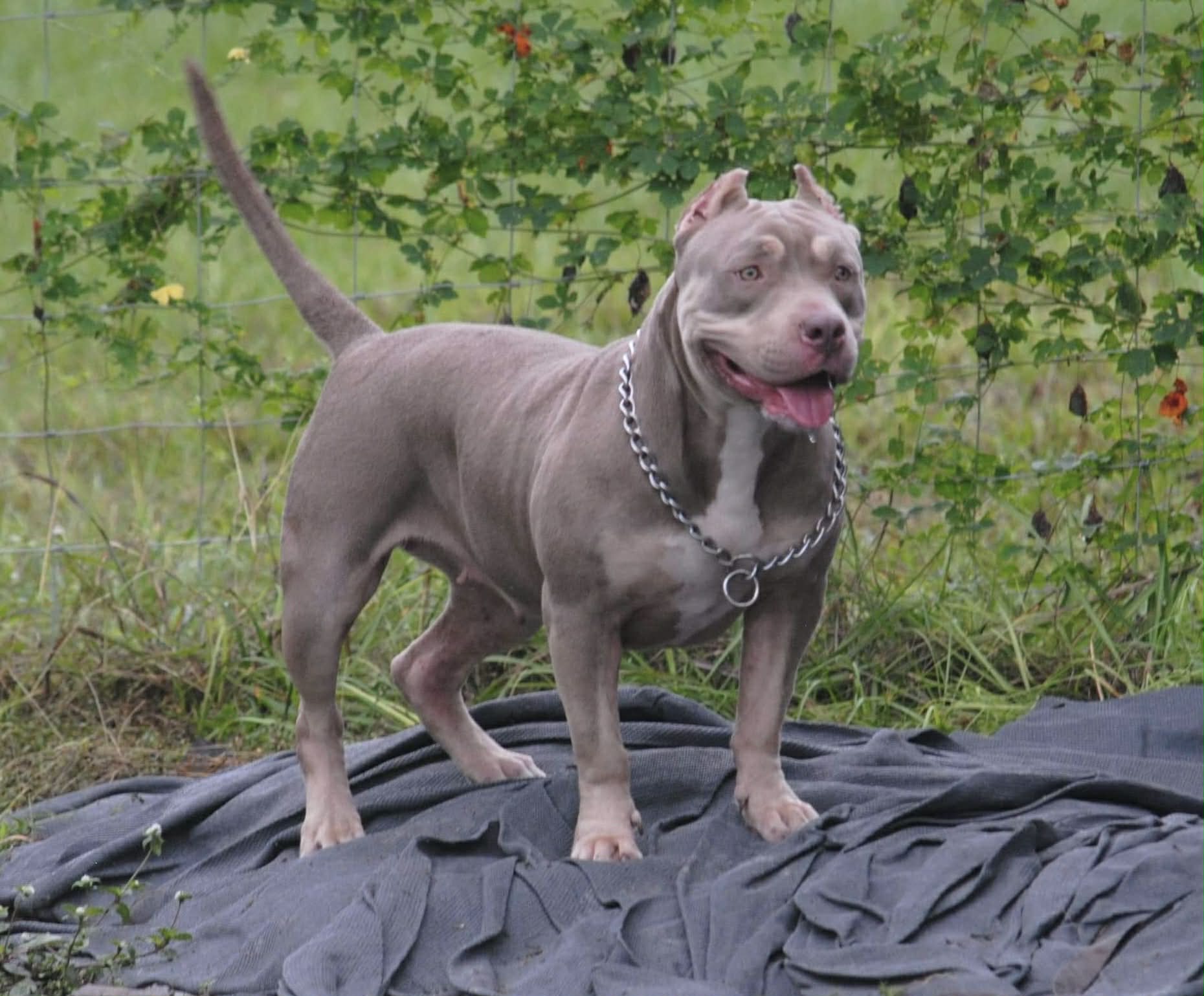 Dog Featured Image