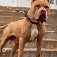 Elusive Kennels Loki